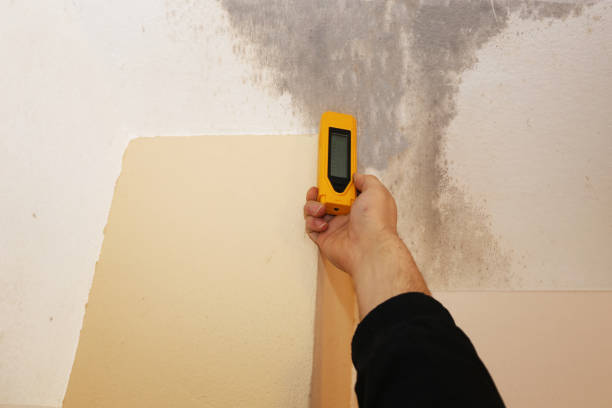 Best Mold Prevention Services  in Cordova, AK
