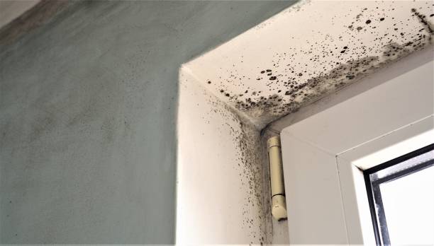  Cordova, AK Mold Removal Pros