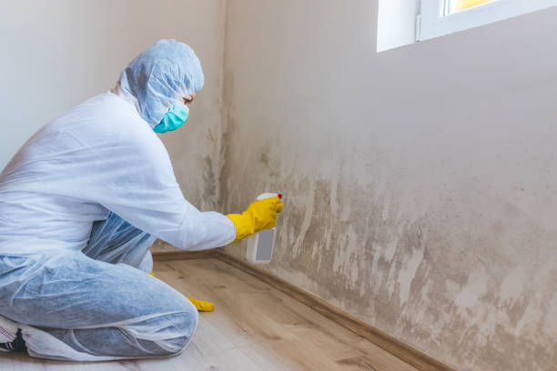 Best Biohazard Mold Removal  in Cordova, AK