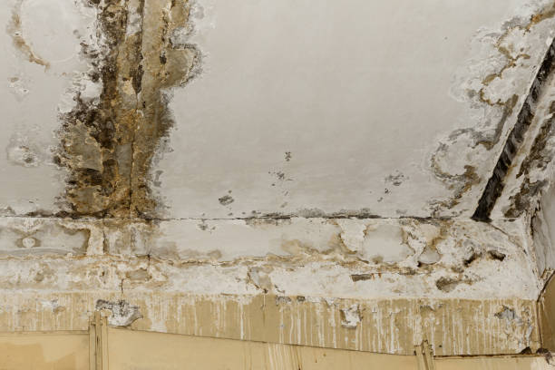 Best Attic Mold Removal  in Cordova, AK