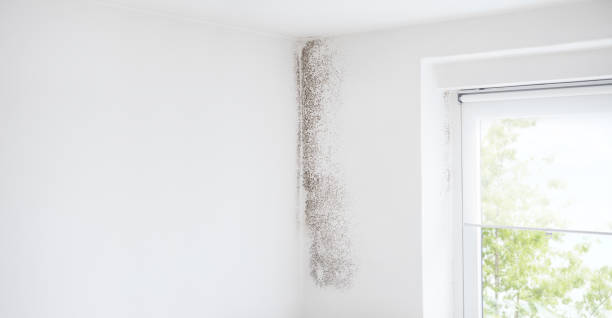 Best Indoor Air Quality Assessment  in Cordova, AK