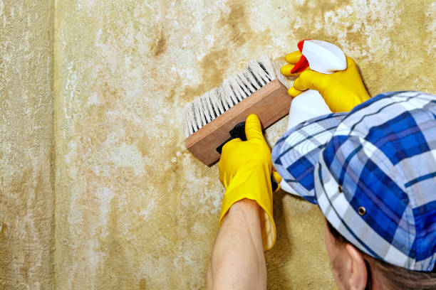 Best Mold Documentation for Insurance Claims  in Cordova, AK