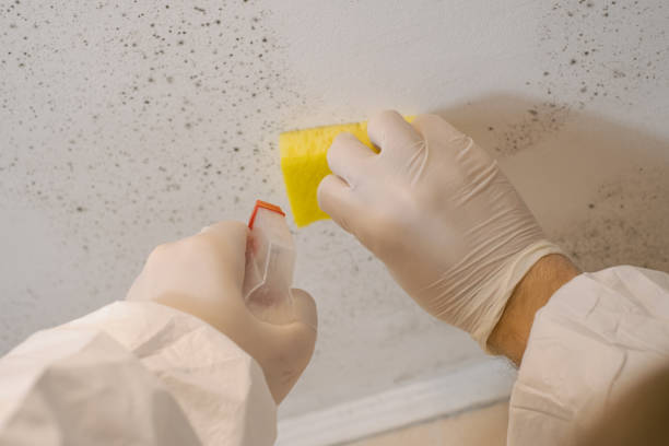 Best Industrial Mold Remediation  in Cordova, AK