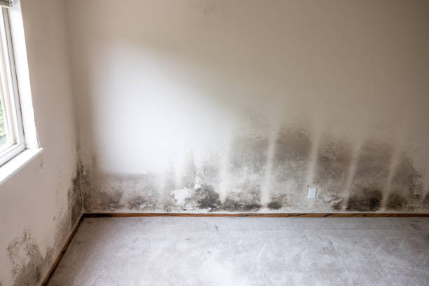 Best Environmental Consulting for Mold Prevention  in Cordova, AK